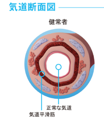 気道断面図 健常者.jpg